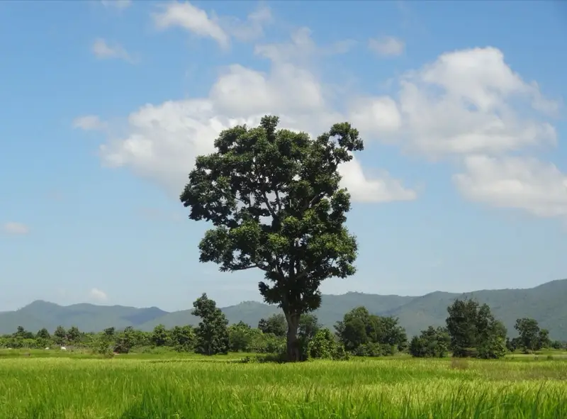 A lone tree in green rice fields with hills behind, Kampot province