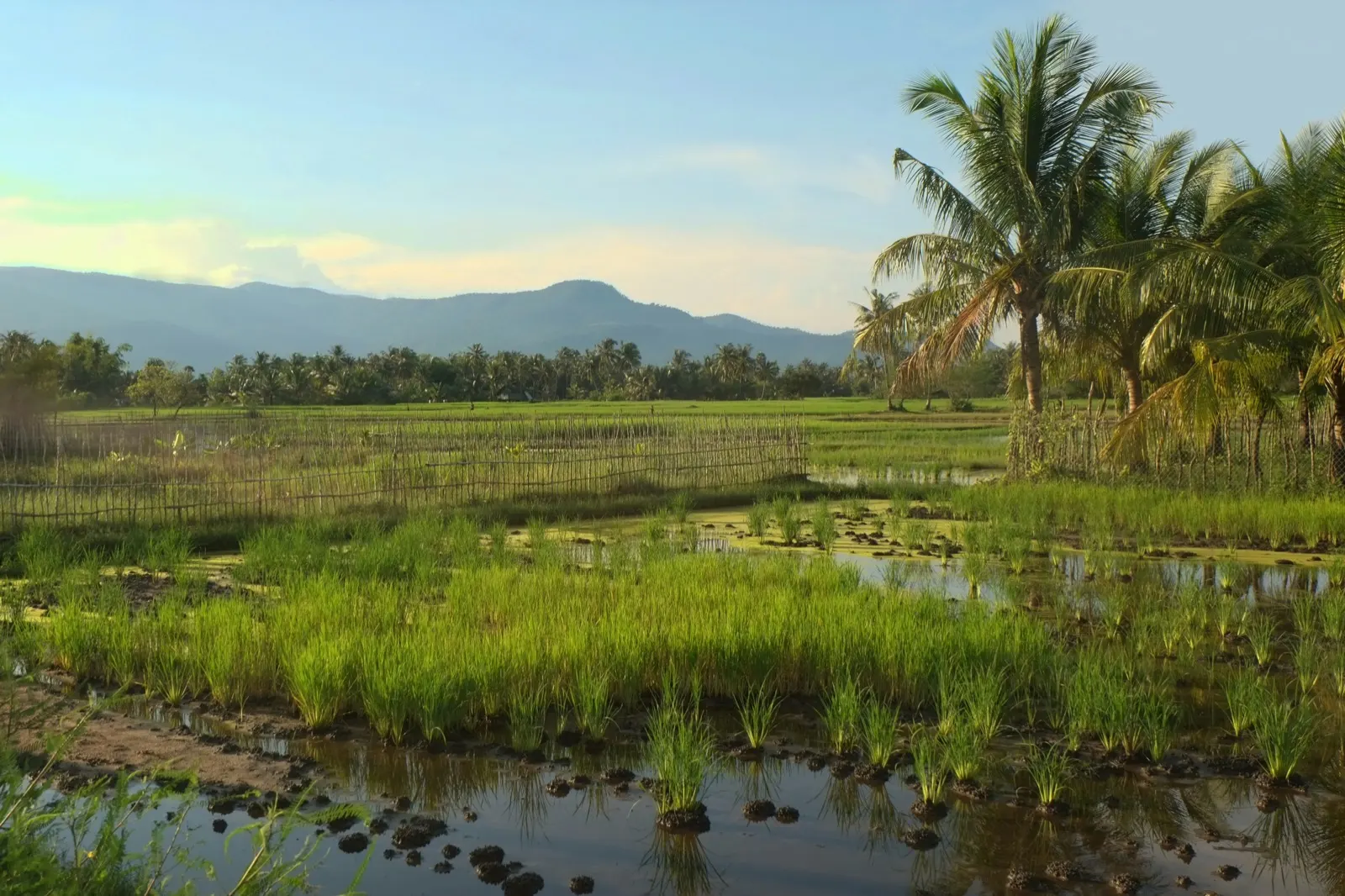 Reisfelder und Palmen auf dem Land bei Kampot im goldenen Abendlicht