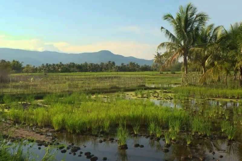 Rijstvelden en palmbomen op het platteland van Kampot in het gouden uur