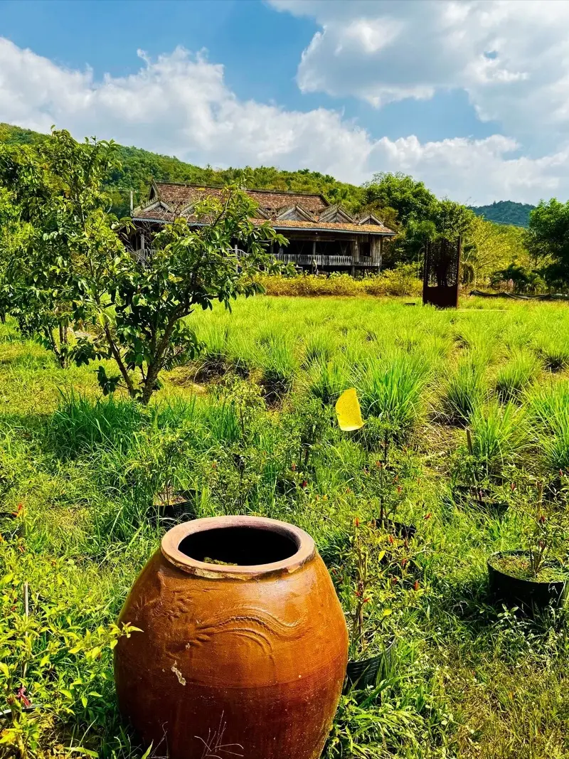 Drakenpotten tussen de pepervelden op La Plantation