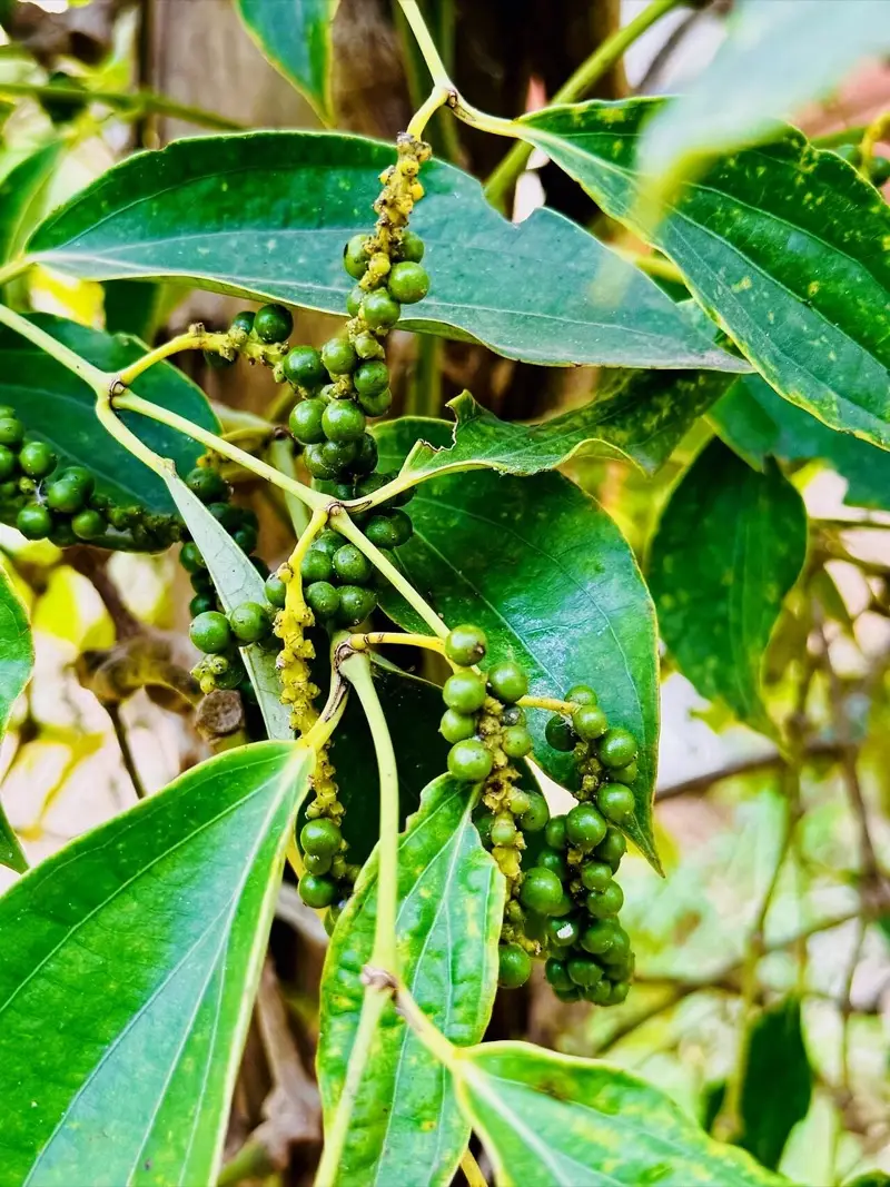 Groene Kampot-peper aan de rank op La Plantation