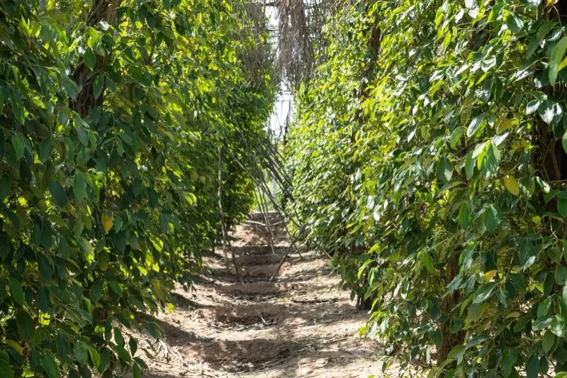 Path between pepper vines at La Plantation, Kampot