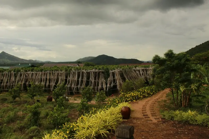 Regenwolken boven een peperplantage in de provincie Kampot
